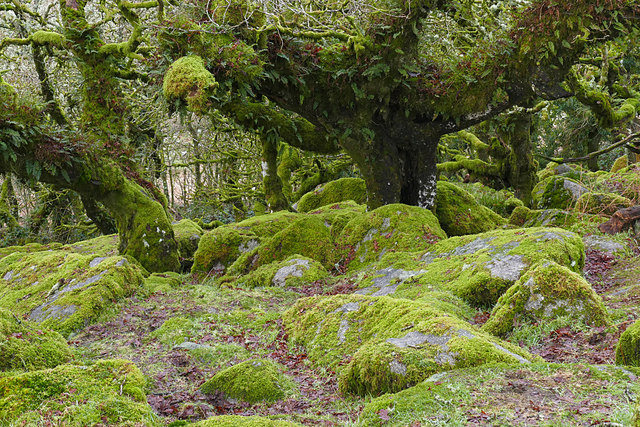 Ancient moss-covered oaks in Wistman’s Wood, Dartmoor